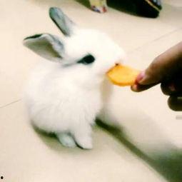 娱乐吃瓜小兔兔,小兔兔的吃瓜日常